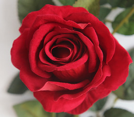 Роза, ветка MW03333